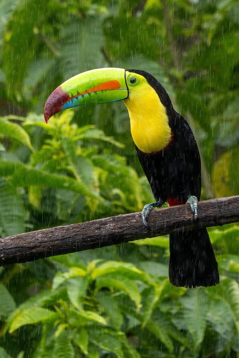 Ziplining in Costa Rica